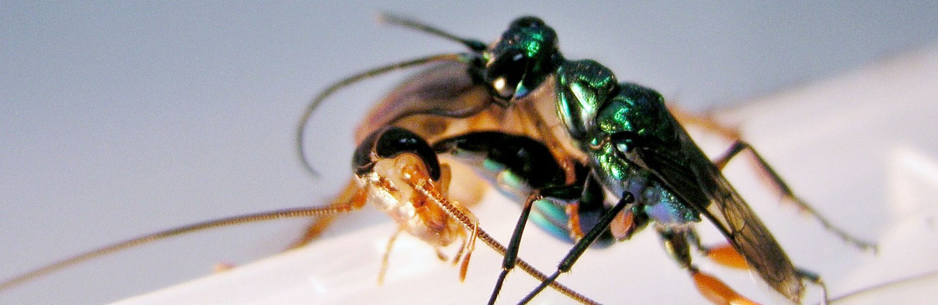 Jewel wasp (ampulex compressa)