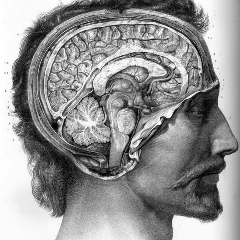 Anatomical drawing of the human brain. Credit: Michel Royon.