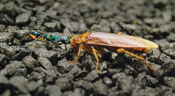 jewel wasp and cockroach