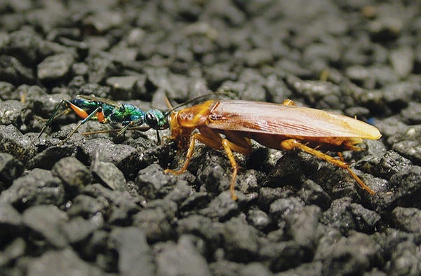 jewel wasp and cockroach