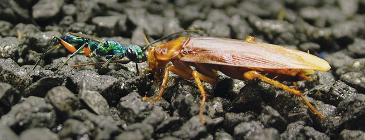 Cockroach Hunting Insect The cockroach hunter’s spell | Adams Research Group